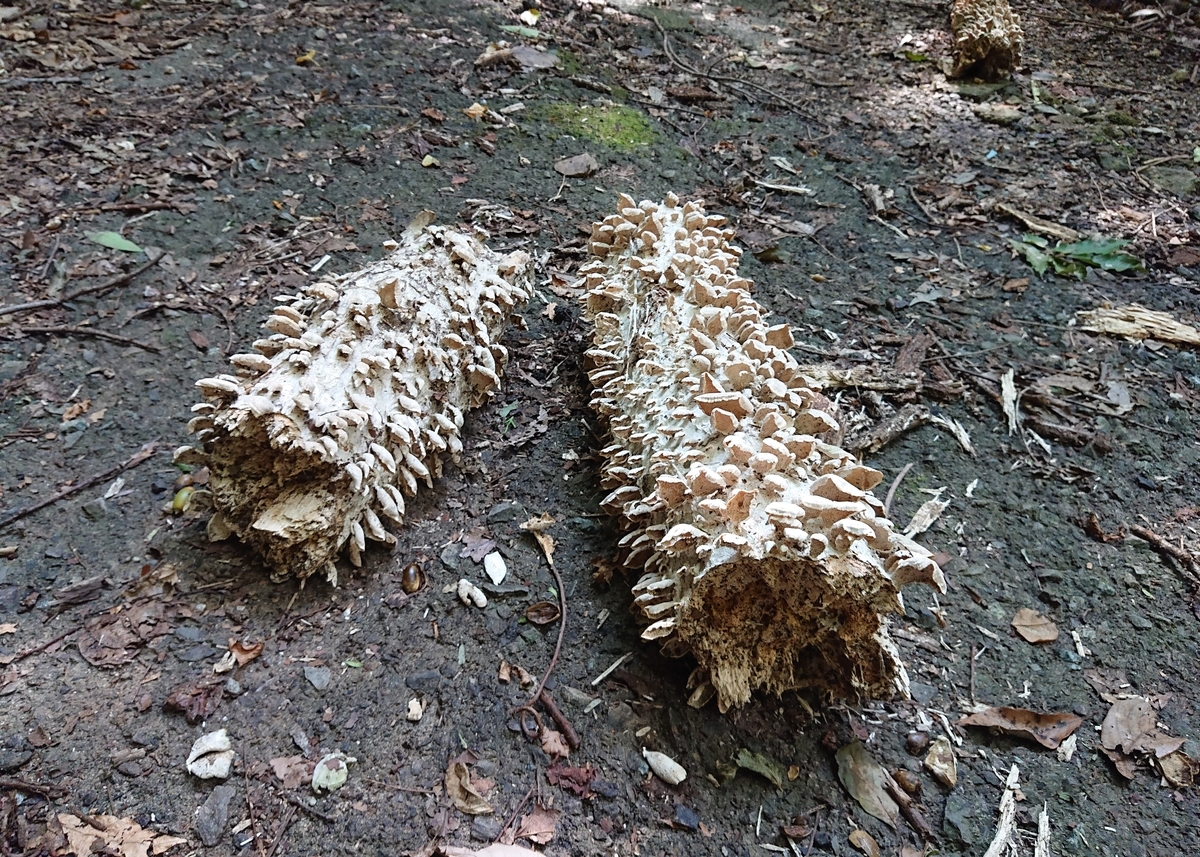 f:id:Kaimotu_Hatuji:20201003173017j:plain