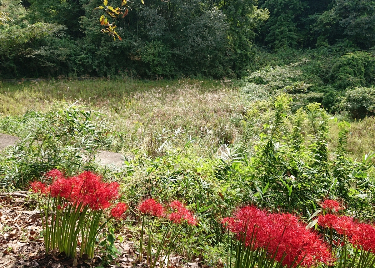 f:id:Kaimotu_Hatuji:20201003173151j:plain