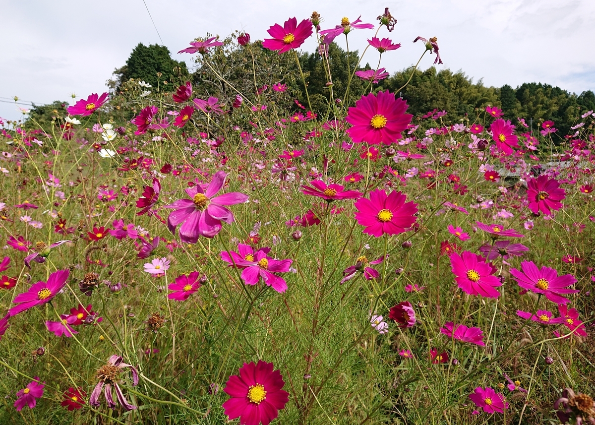 f:id:Kaimotu_Hatuji:20201003173213j:plain