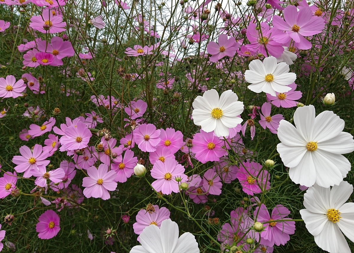 f:id:Kaimotu_Hatuji:20201003173346j:plain