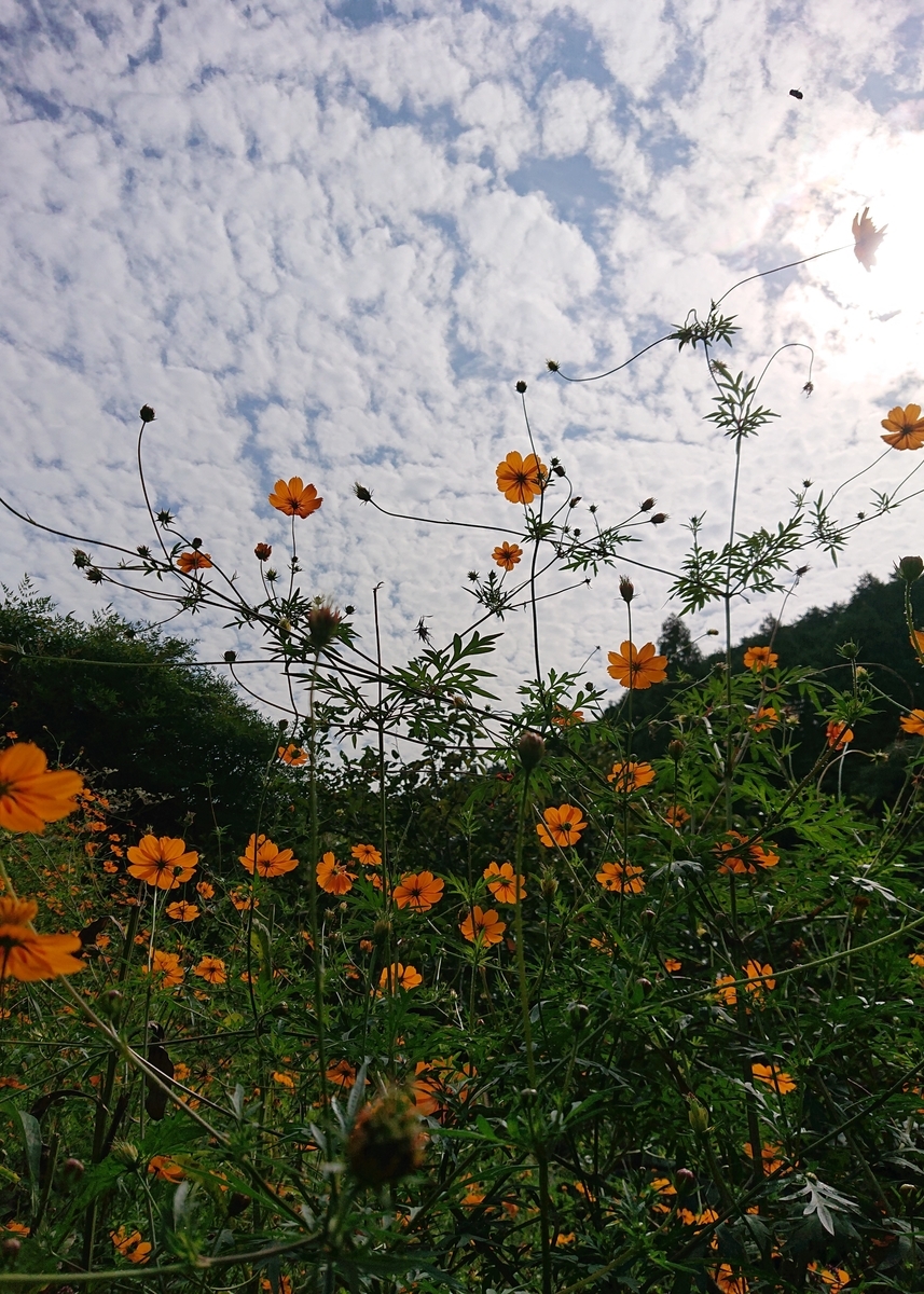 f:id:Kaimotu_Hatuji:20201003173434j:plain