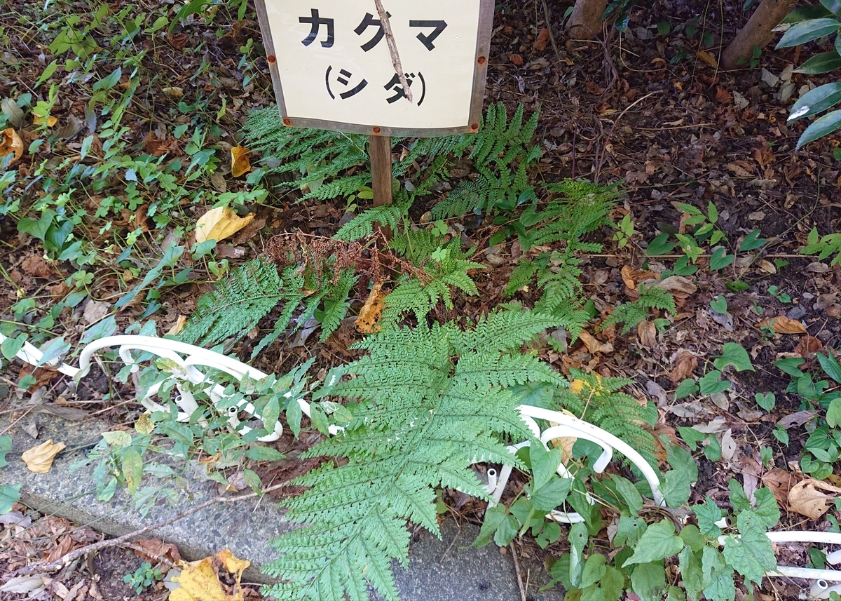 f:id:Kaimotu_Hatuji:20201021042225j:plain