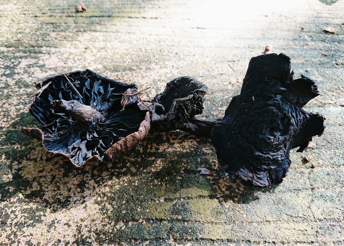 f:id:Kaimotu_Hatuji:20201021042338j:plain