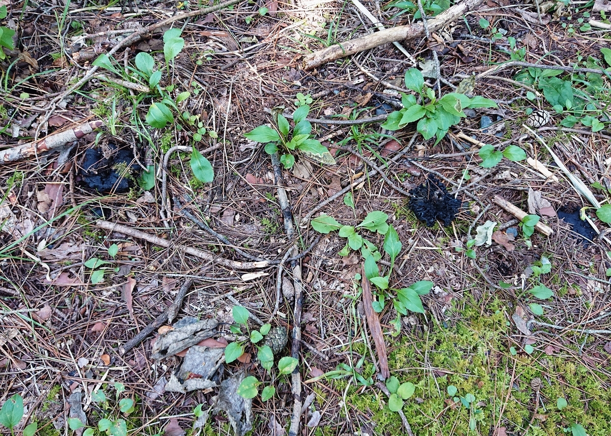 f:id:Kaimotu_Hatuji:20201021042427j:plain