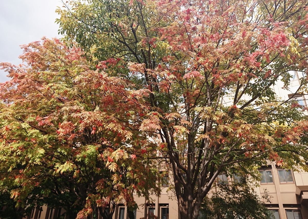 f:id:Kaimotu_Hatuji:20201027100443j:plain