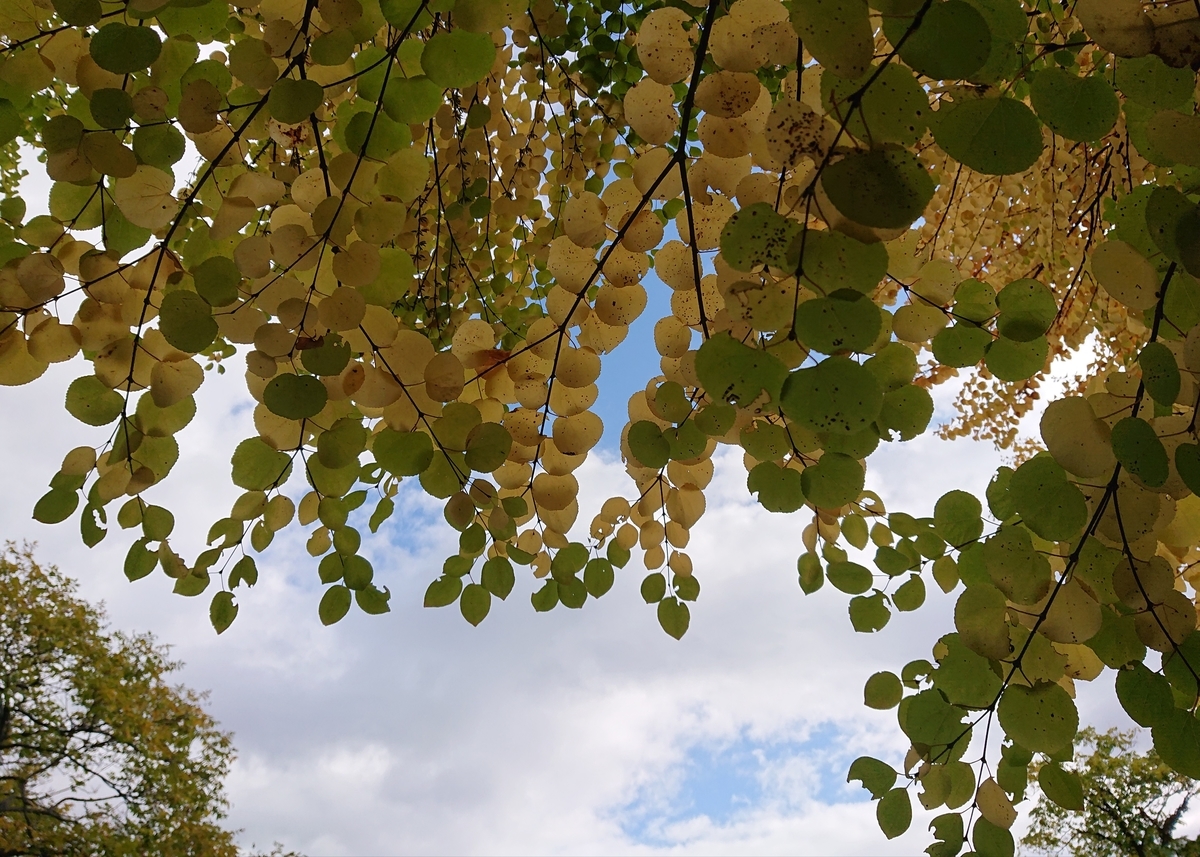 f:id:Kaimotu_Hatuji:20201027100714j:plain