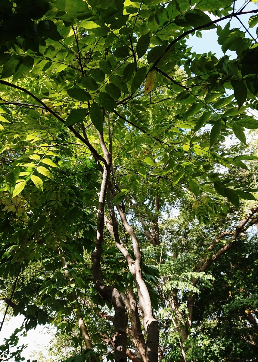 f:id:Kaimotu_Hatuji:20201029135523j:plain f:id:Kaimotu_Hatuji:20201029135523j:plain