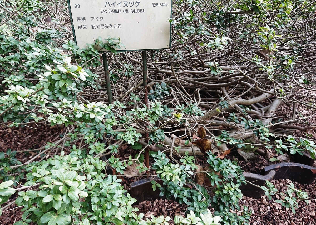 f:id:Kaimotu_Hatuji:20201029135746j:plain f:id:Kaimotu_Hatuji:20201029135746j:plain