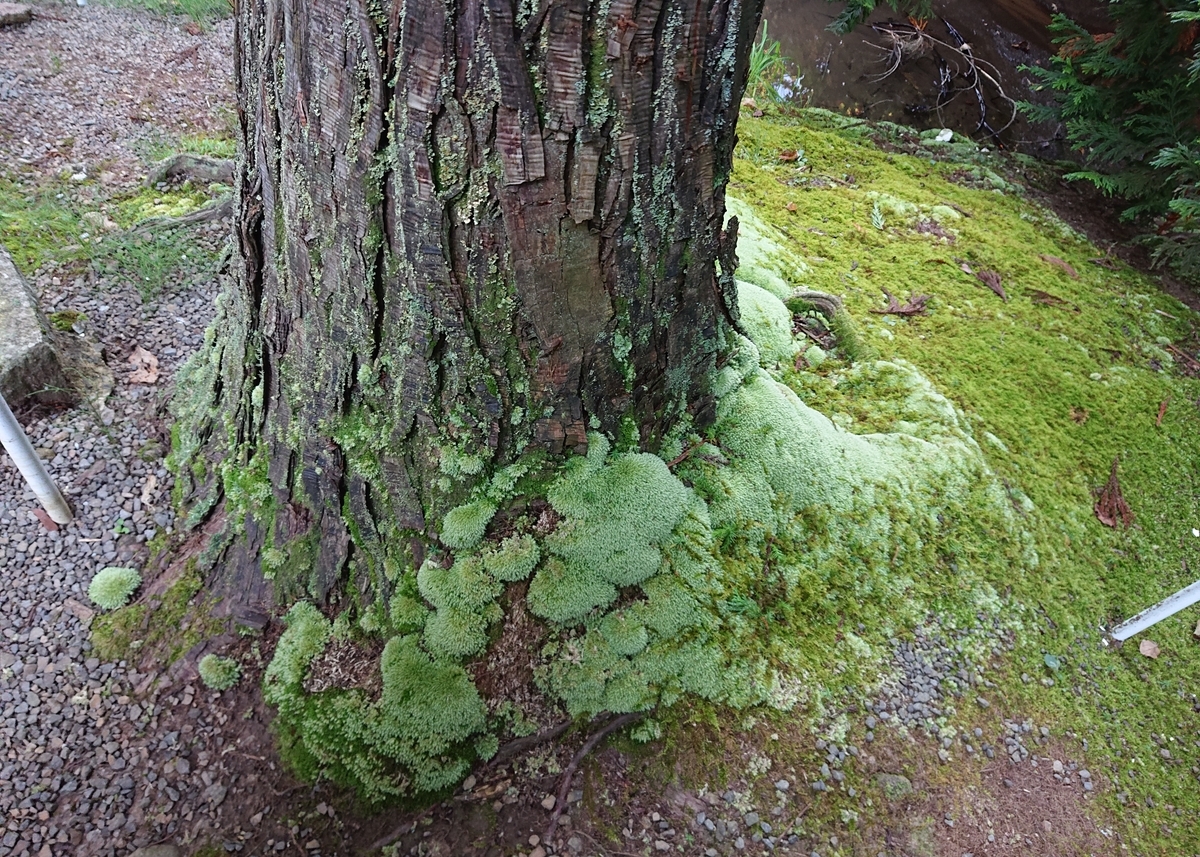 f:id:Kaimotu_Hatuji:20201121065322j:plain