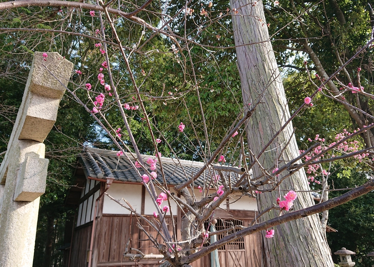 f:id:Kaimotu_Hatuji:20210310065149j:plain