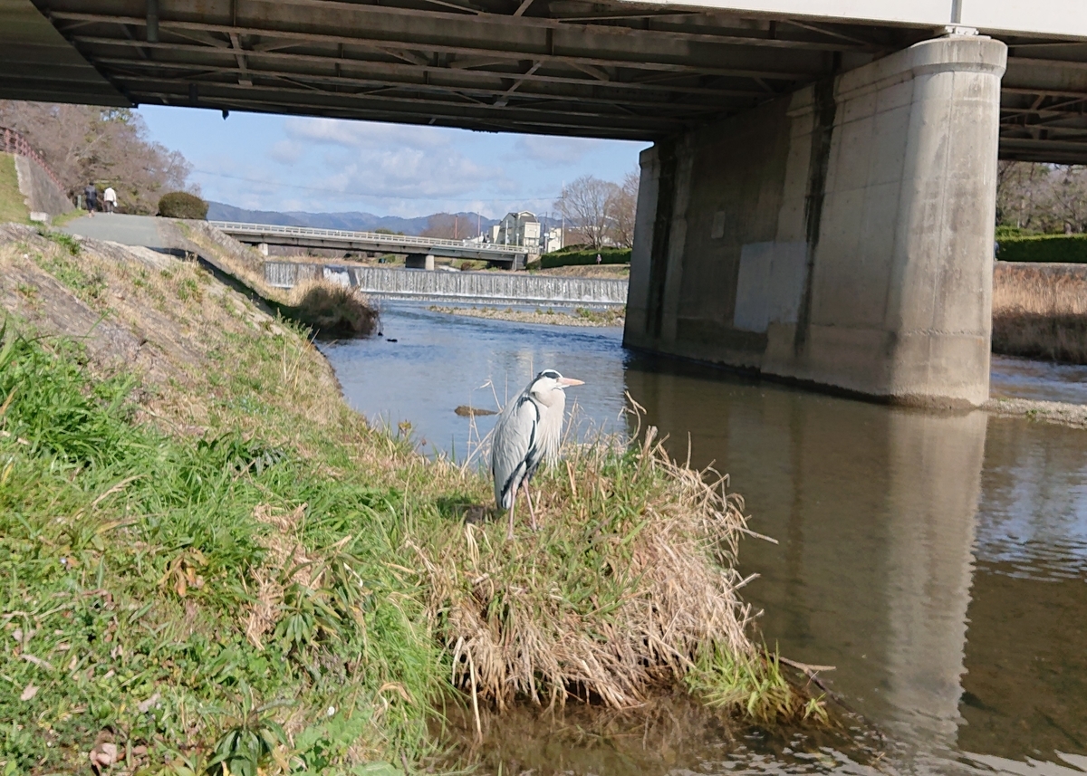 f:id:Kaimotu_Hatuji:20210315143628j:plain