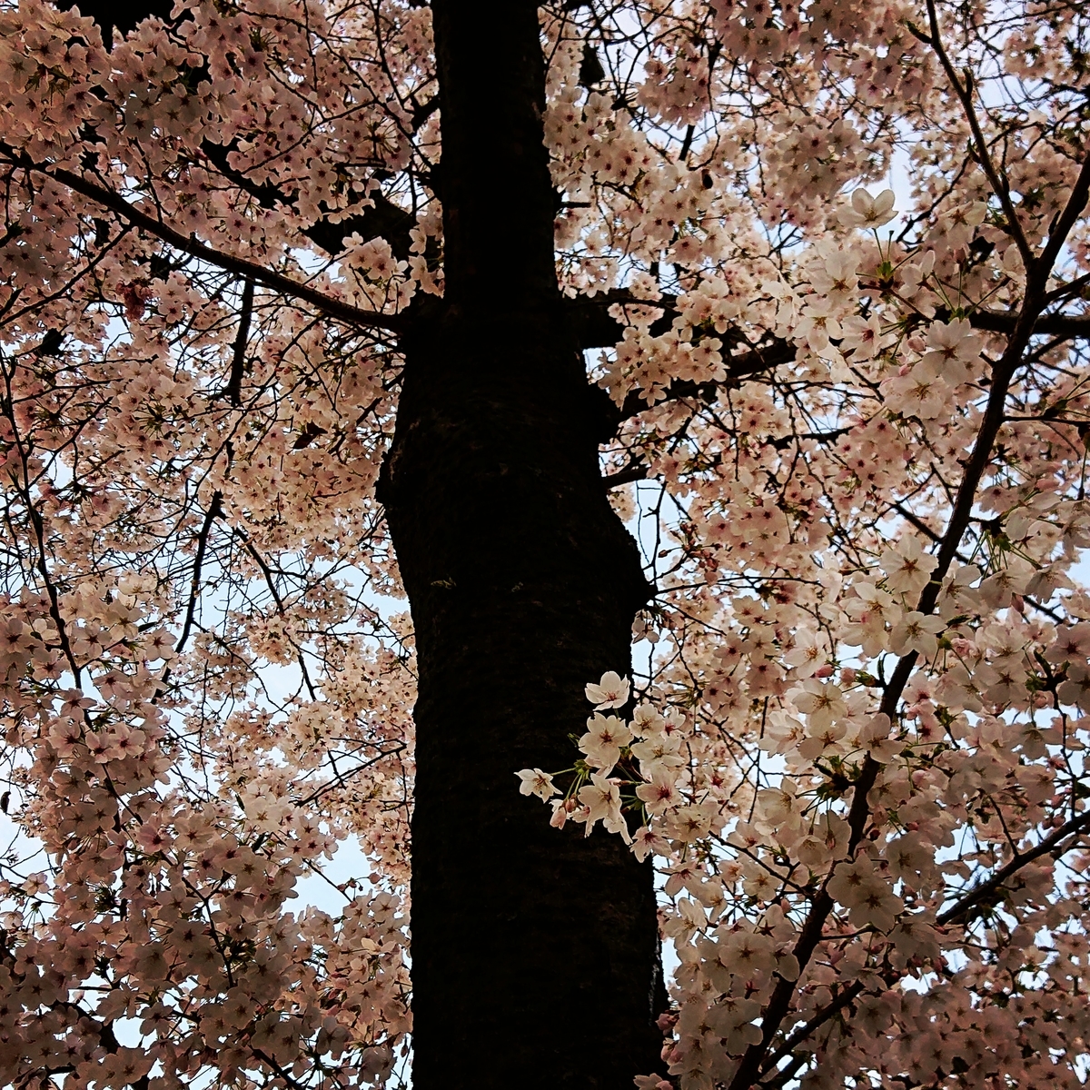 f:id:Kaimotu_Hatuji:20210325103128j:plain