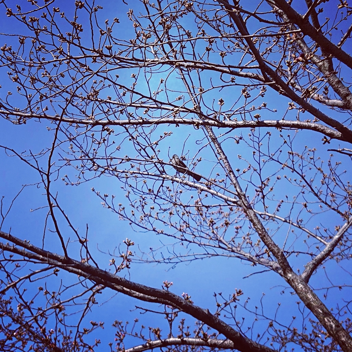 f:id:Kaimotu_Hatuji:20210325103324j:plain