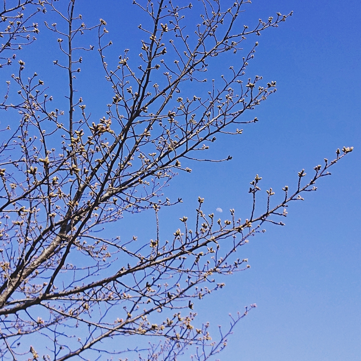 f:id:Kaimotu_Hatuji:20210325103336j:plain