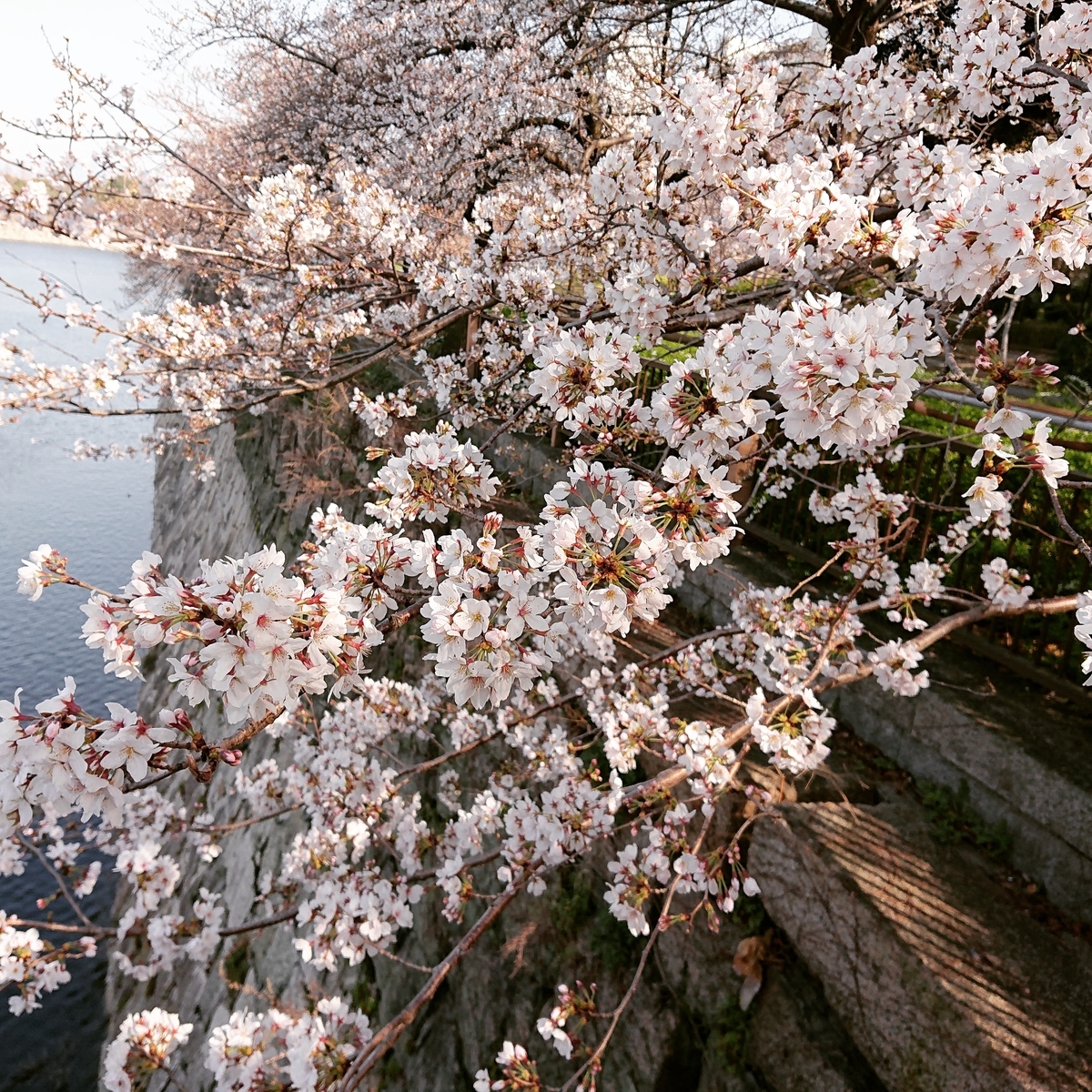 f:id:Kaimotu_Hatuji:20210325103419j:plain