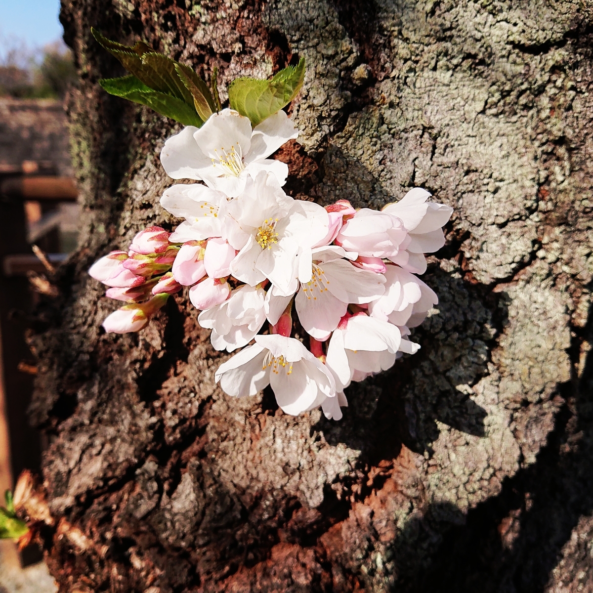 f:id:Kaimotu_Hatuji:20210325103444j:plain