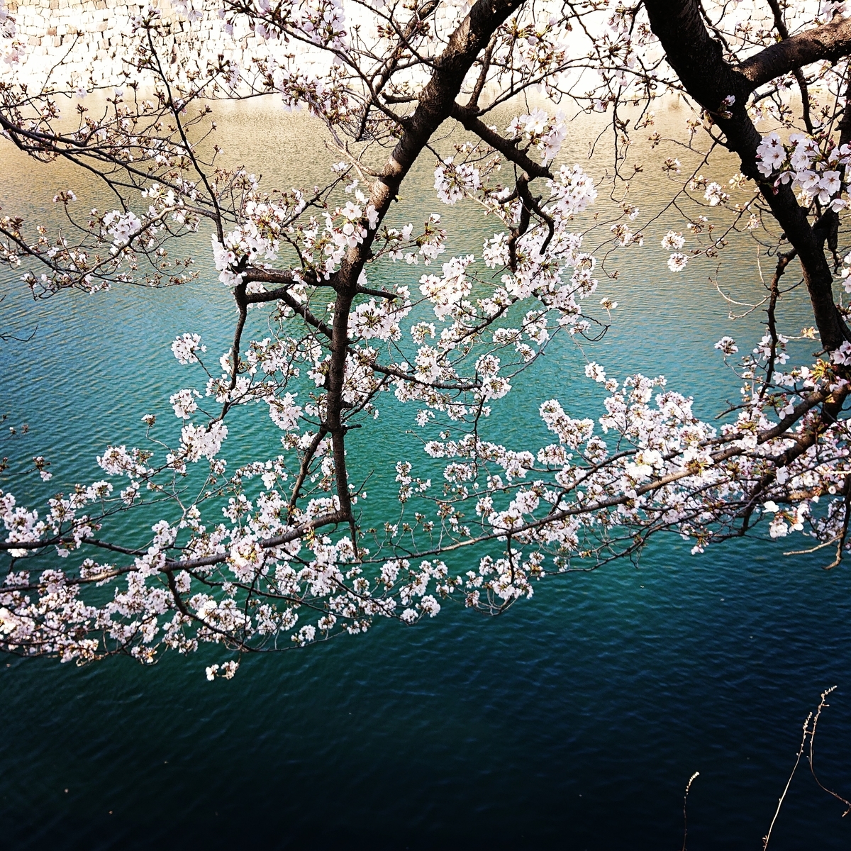 f:id:Kaimotu_Hatuji:20210325103534j:plain