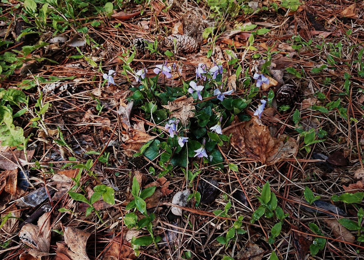 f:id:Kaimotu_Hatuji:20210327103712j:plain