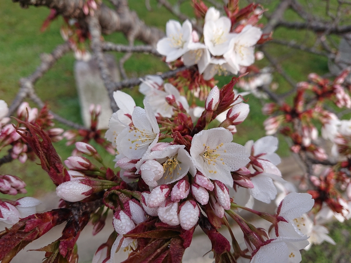 f:id:Kaimotu_Hatuji:20210327144523j:plain