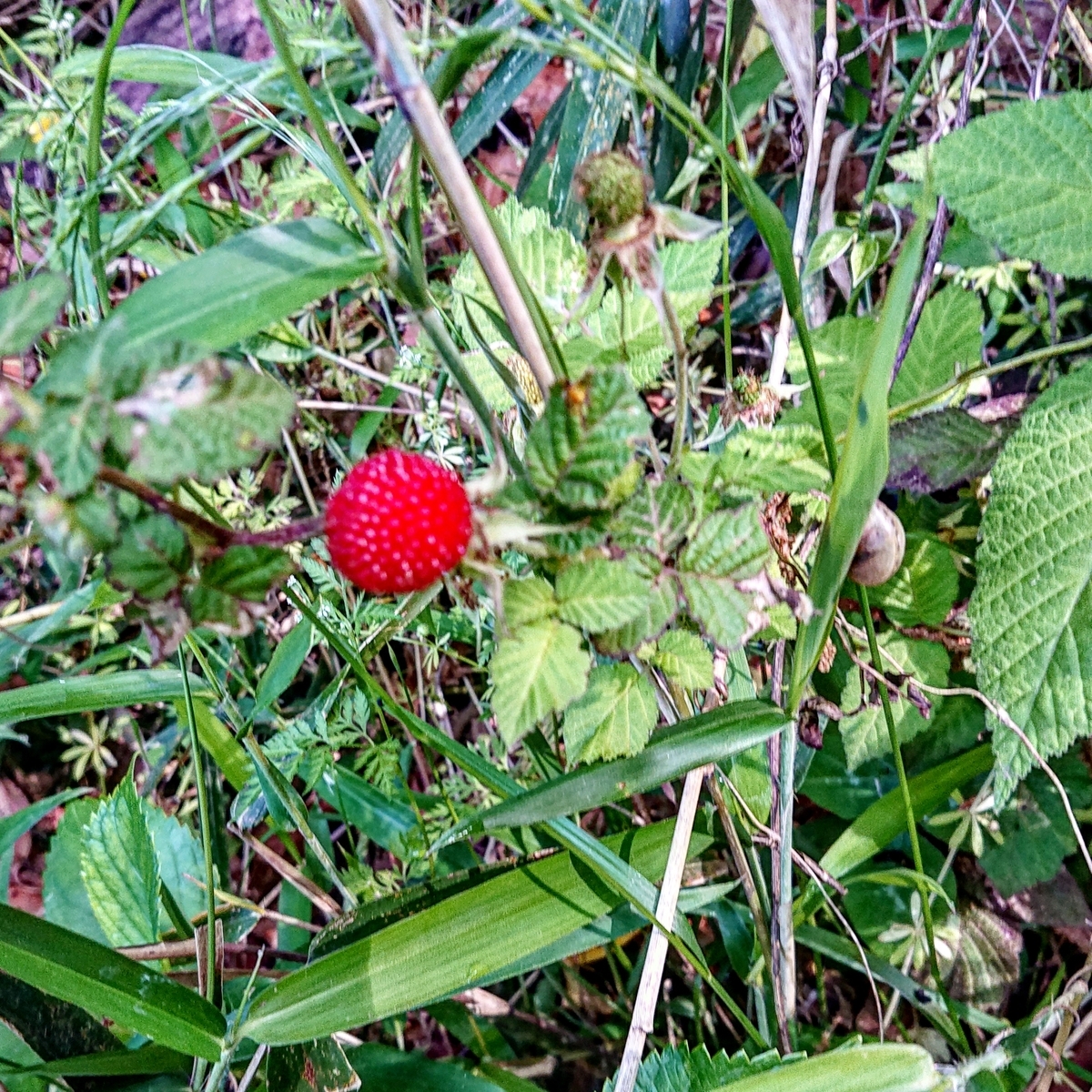 f:id:Kaimotu_Hatuji:20210512114344j:plain