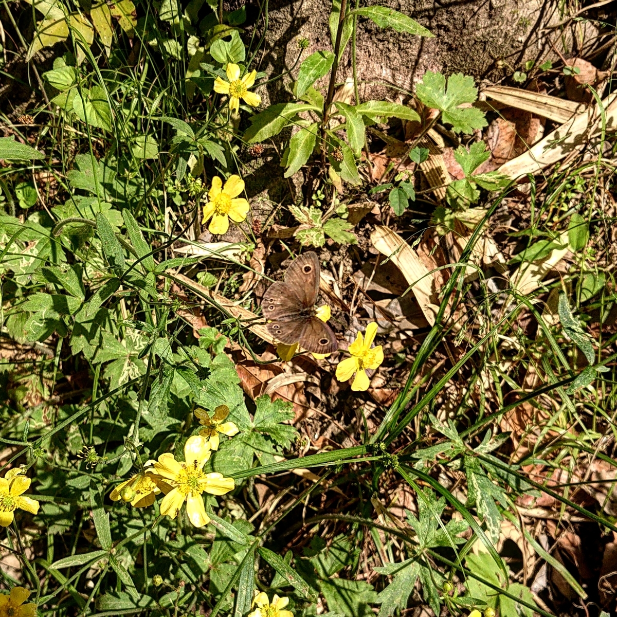 f:id:Kaimotu_Hatuji:20210512114405j:plain