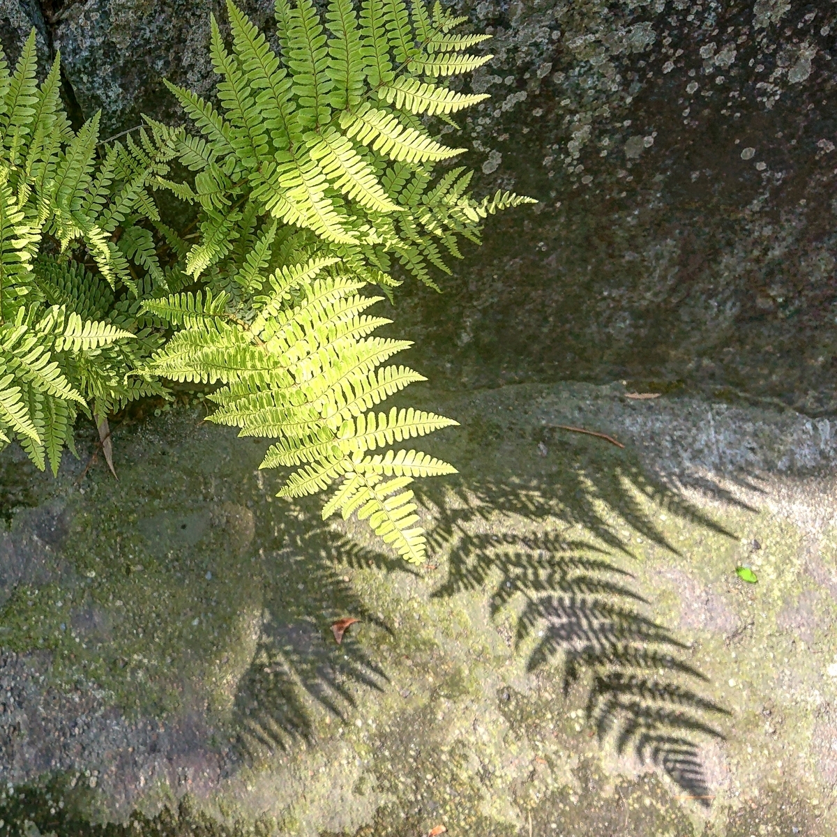 f:id:Kaimotu_Hatuji:20210512114424j:plain