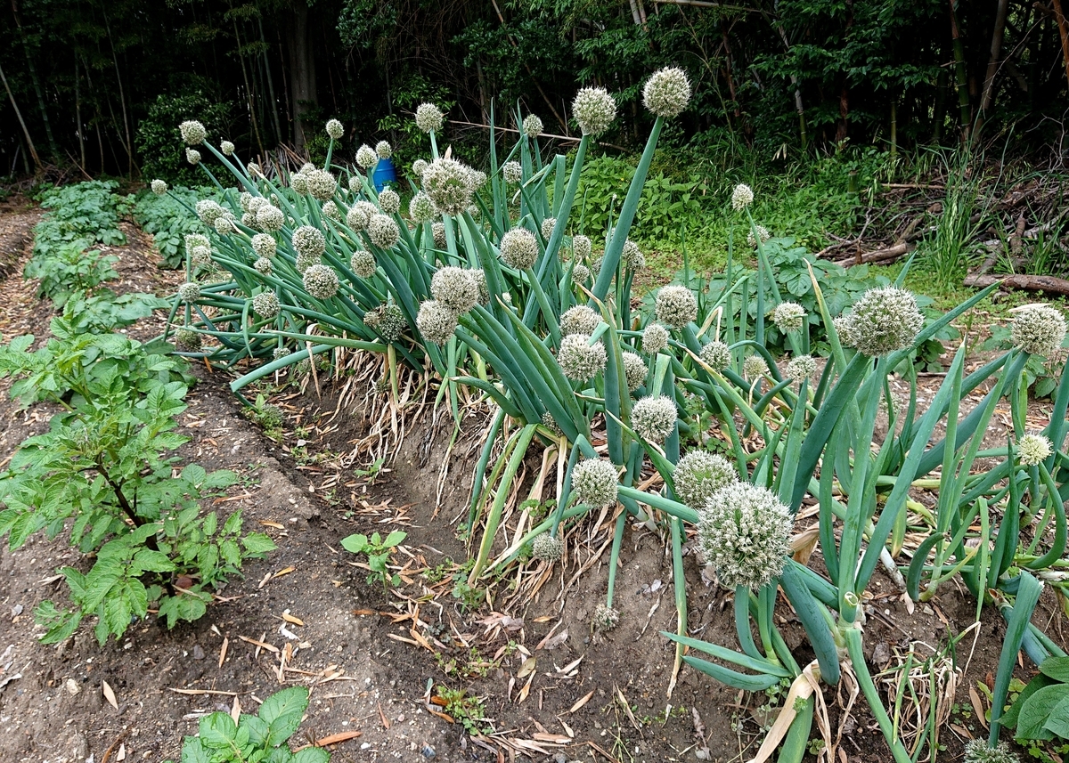 f:id:Kaimotu_Hatuji:20210522094435j:plain