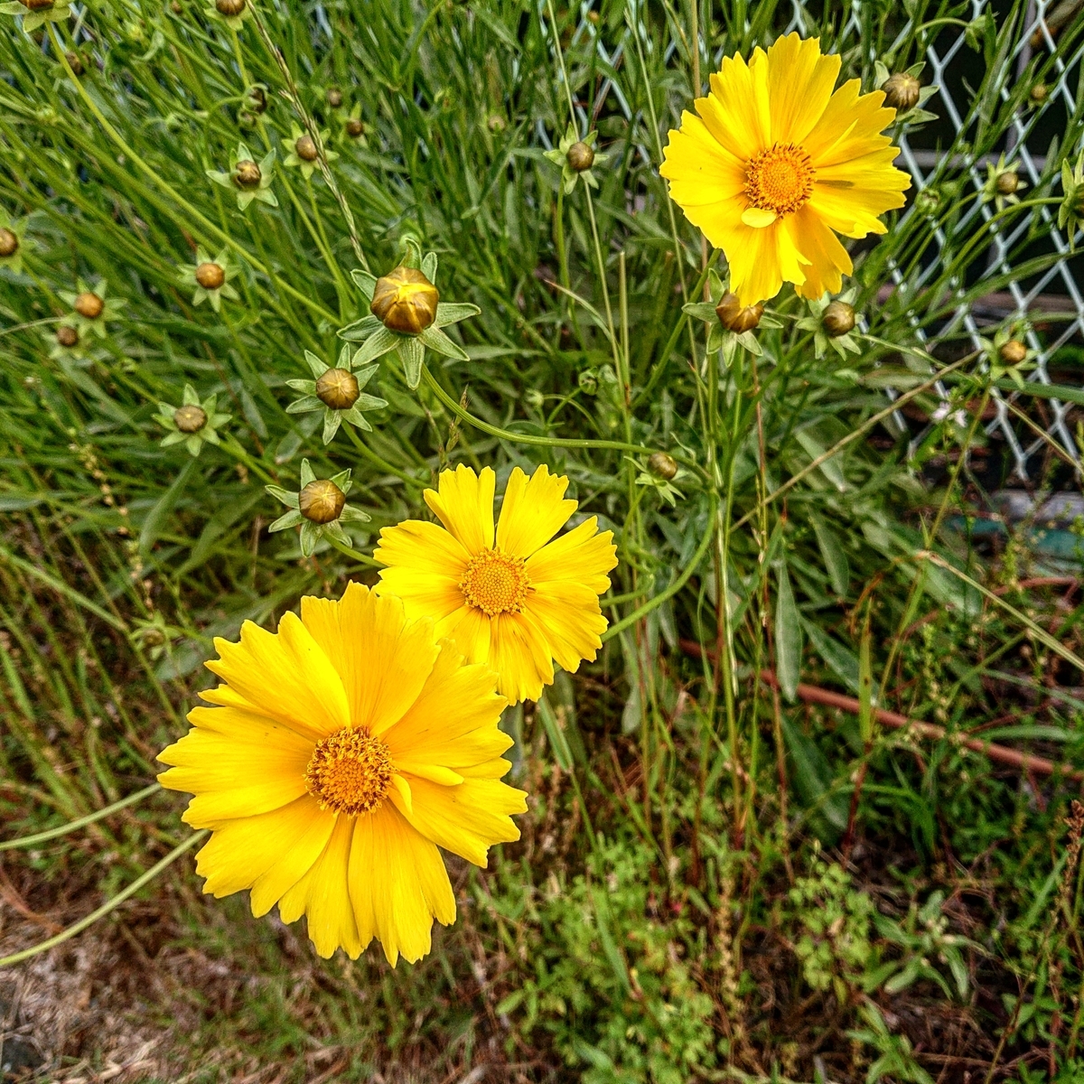 f:id:Kaimotu_Hatuji:20210522132701j:plain