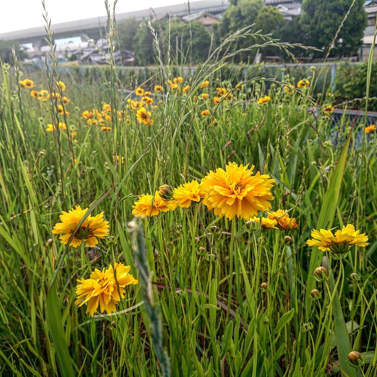 f:id:Kaimotu_Hatuji:20210522132723j:plain