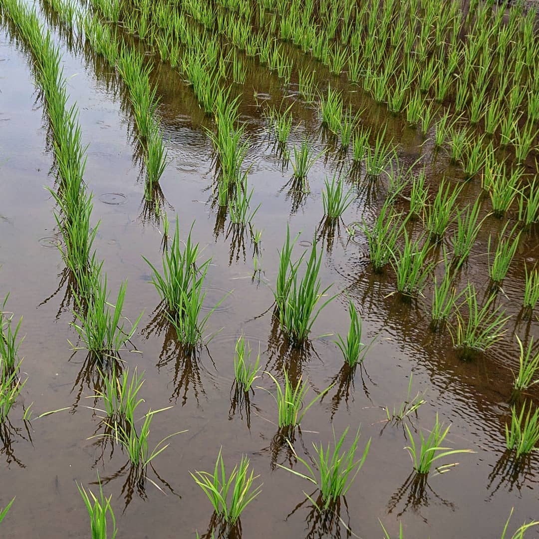 f:id:Kaimotu_Hatuji:20210627141925j:plain