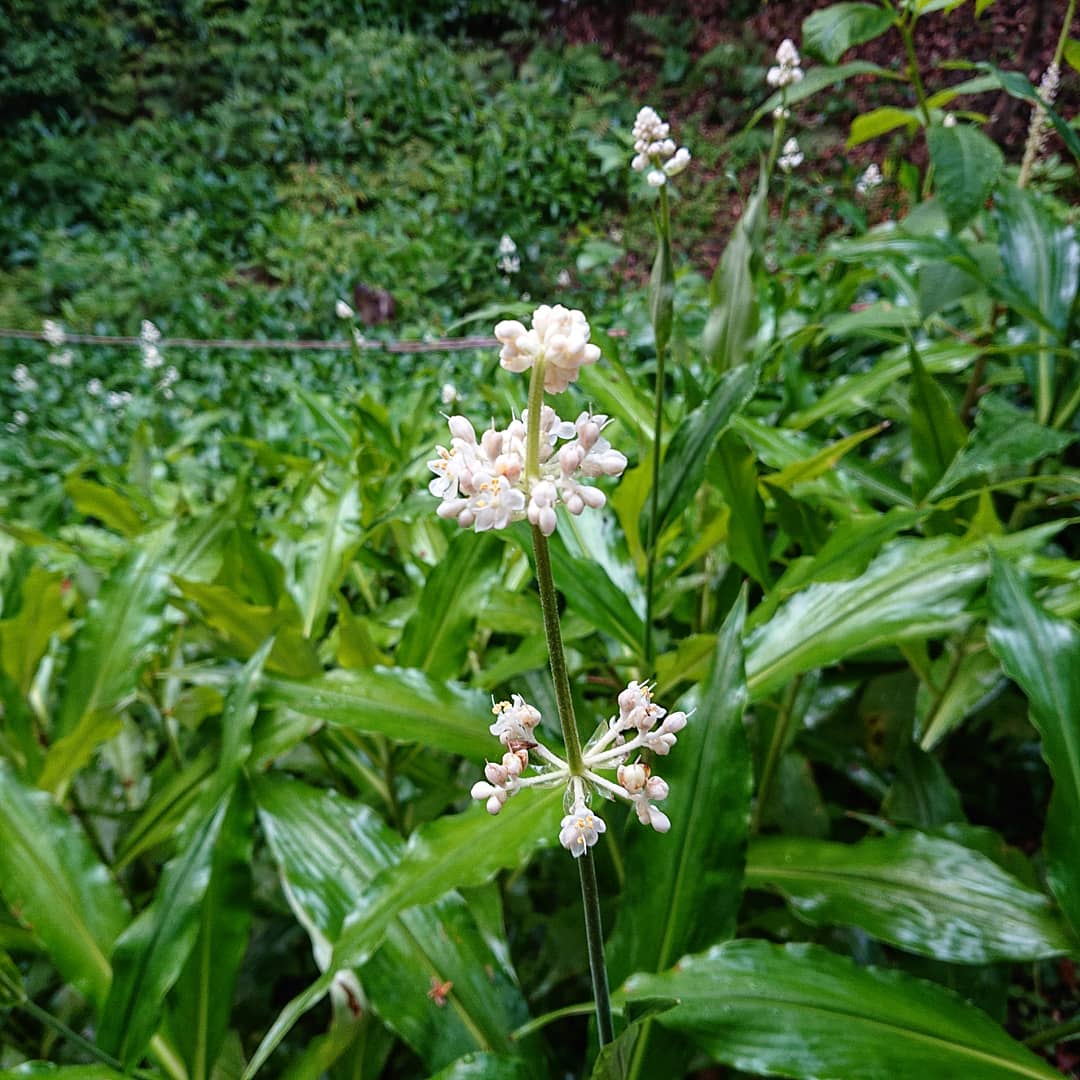 f:id:Kaimotu_Hatuji:20210627141935j:plain