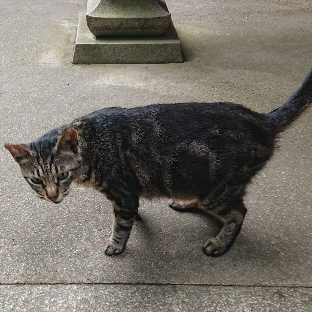 f:id:Kaimotu_Hatuji:20210627141945j:plain