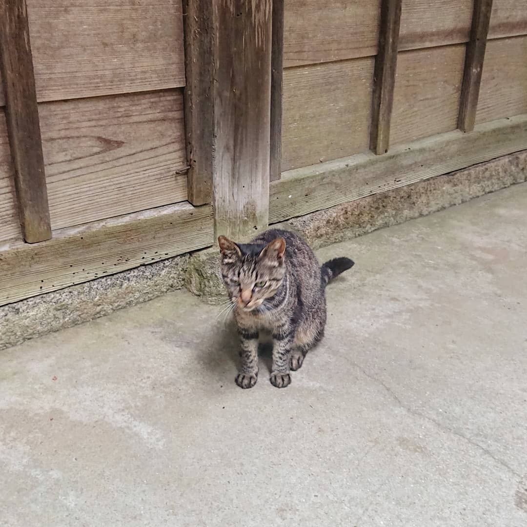 f:id:Kaimotu_Hatuji:20210627141956j:plain