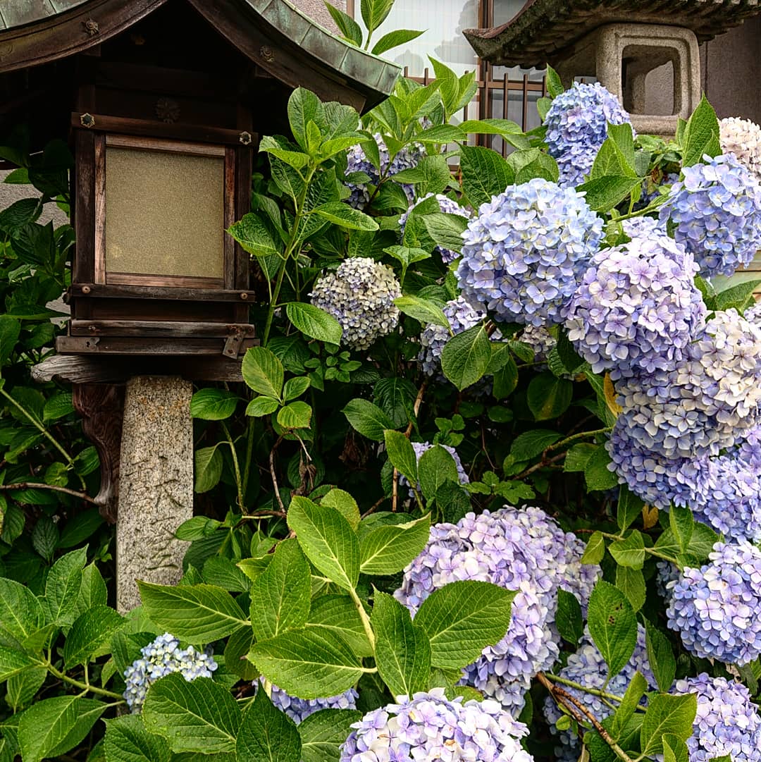 f:id:Kaimotu_Hatuji:20210627142047j:plain