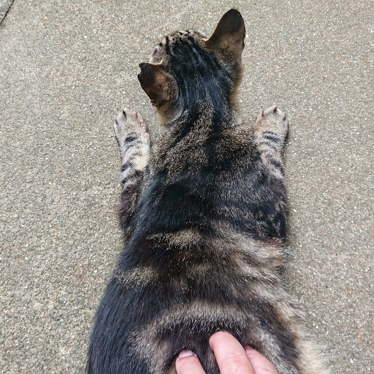 f:id:Kaimotu_Hatuji:20210627152609j:plain