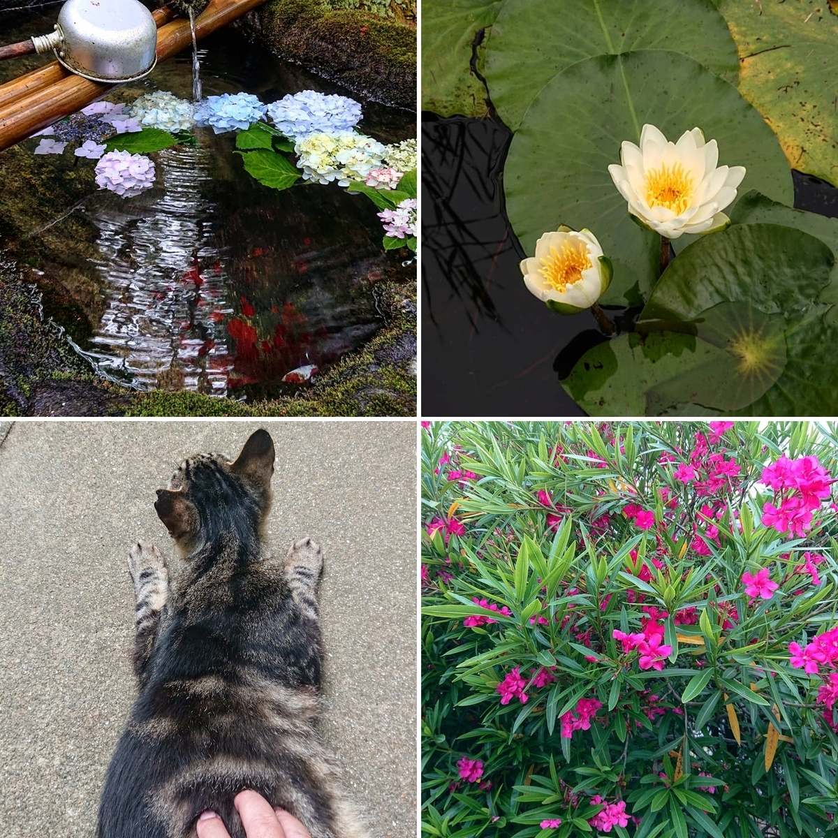 f:id:Kaimotu_Hatuji:20210627154232j:plain