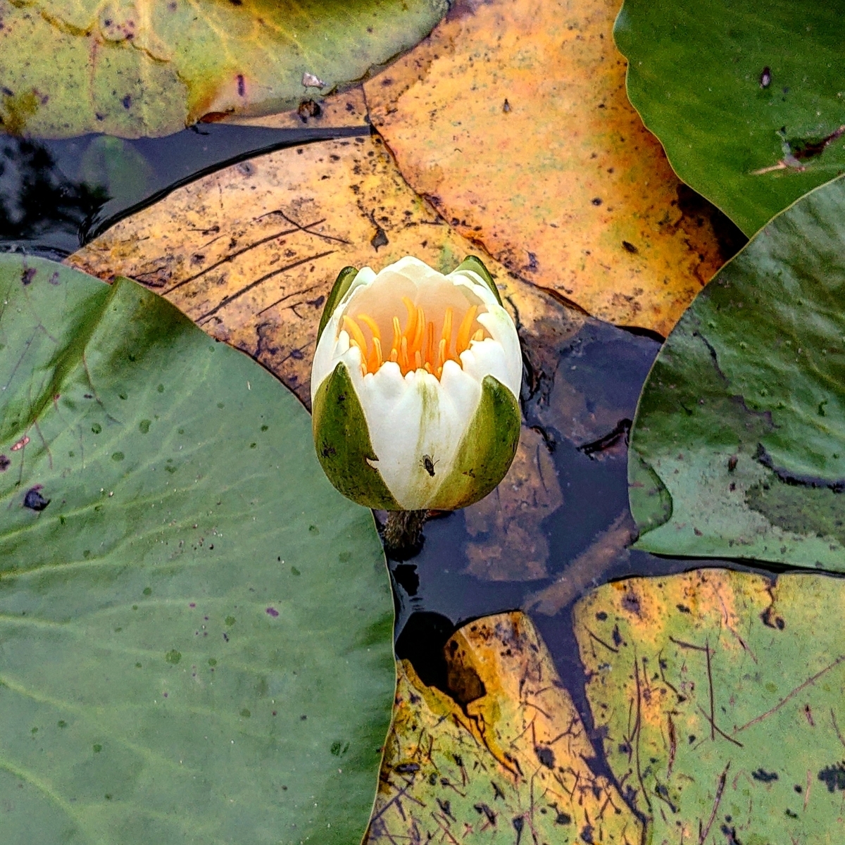 f:id:Kaimotu_Hatuji:20210627174544j:plain