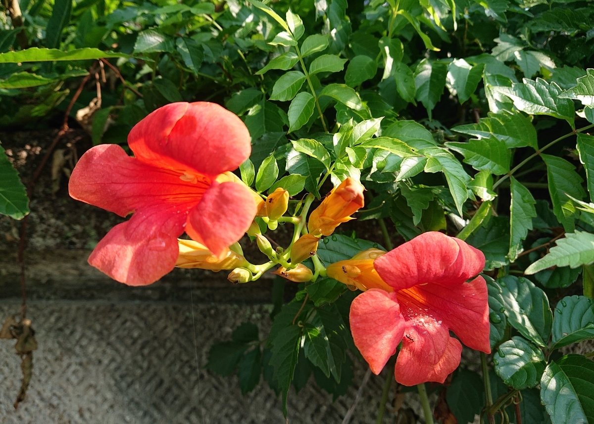 f:id:Kaimotu_Hatuji:20210801164442j:plain