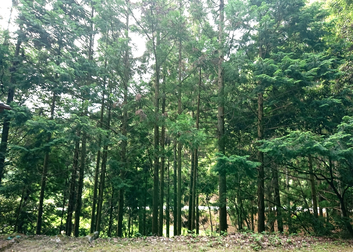 f:id:Kaimotu_Hatuji:20210815150717j:plain