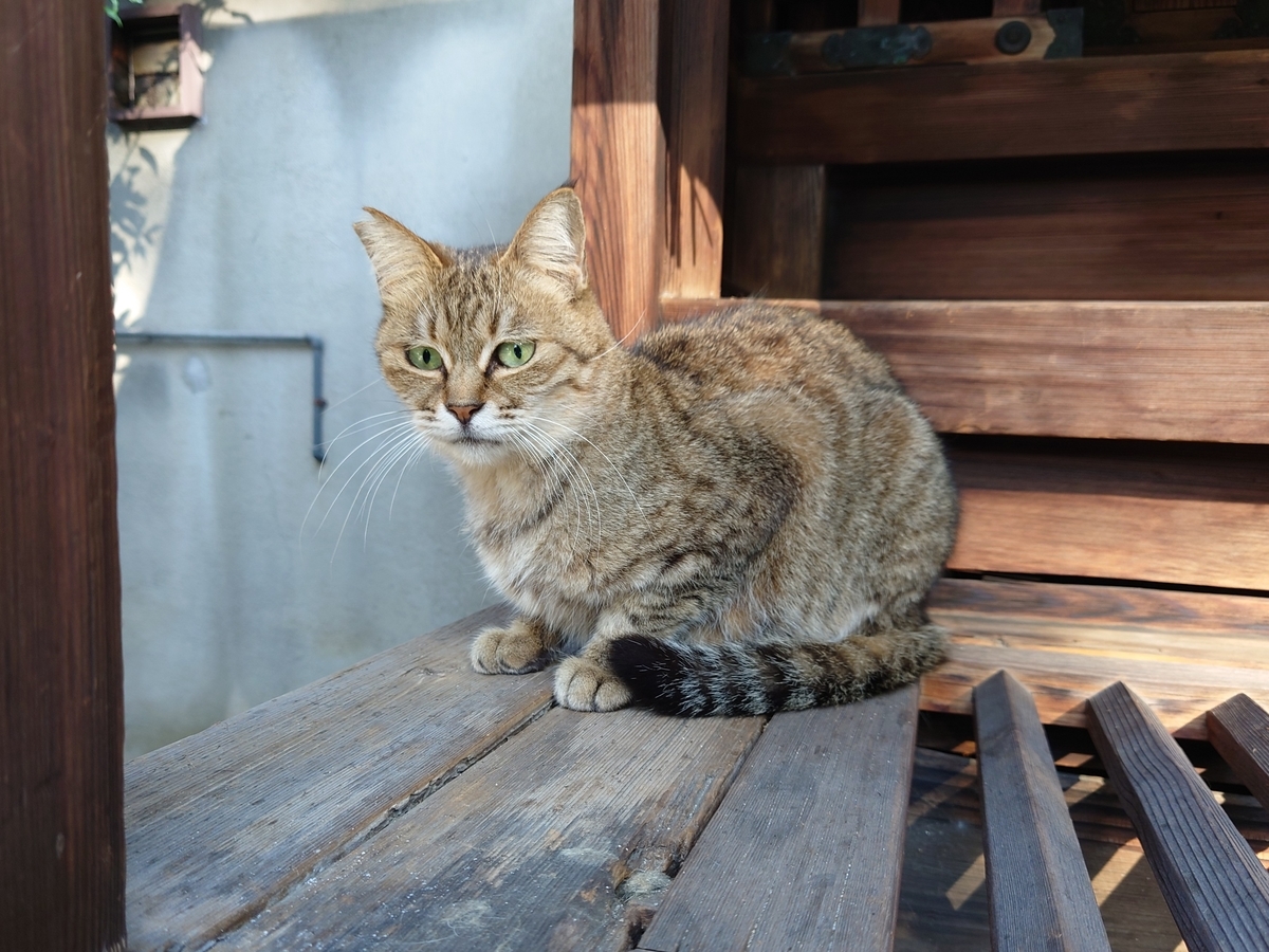 f:id:Kaimotu_Hatuji:20211119141102j:plain
