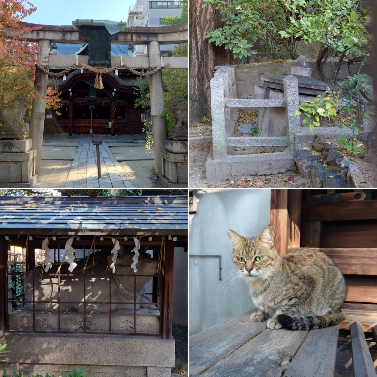 f:id:Kaimotu_Hatuji:20211119192035j:plain
