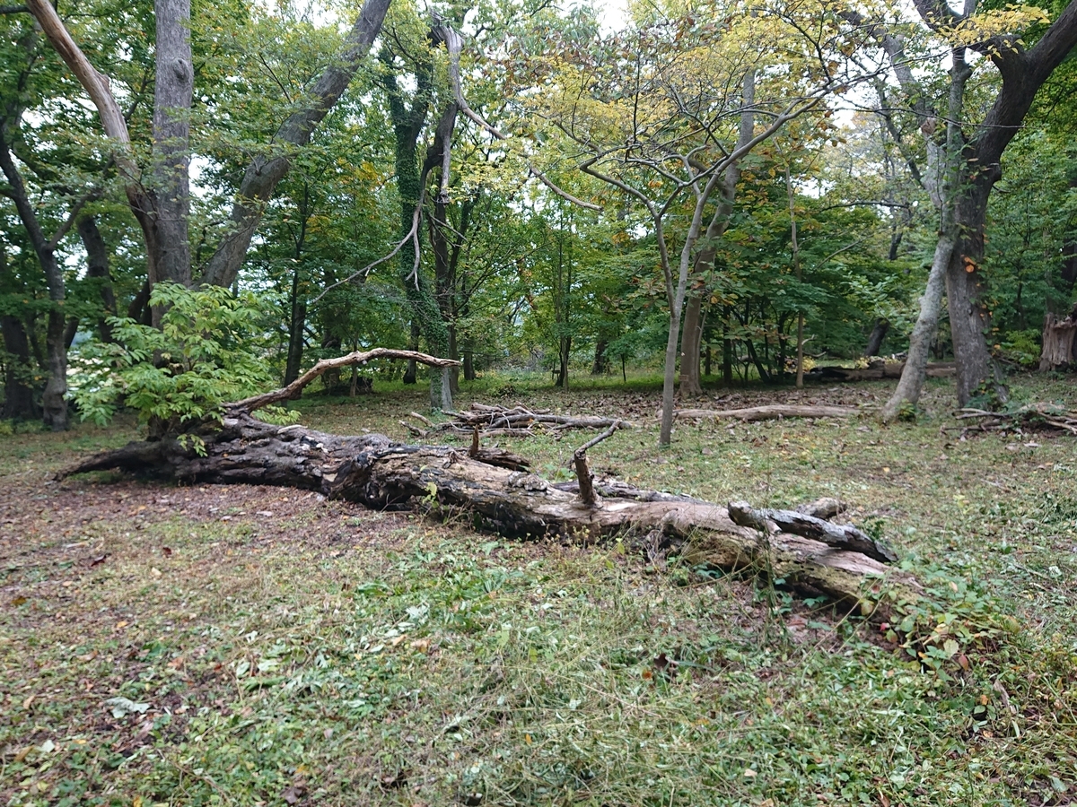 f:id:Kaimotu_Hatuji:20211204130257j:plain