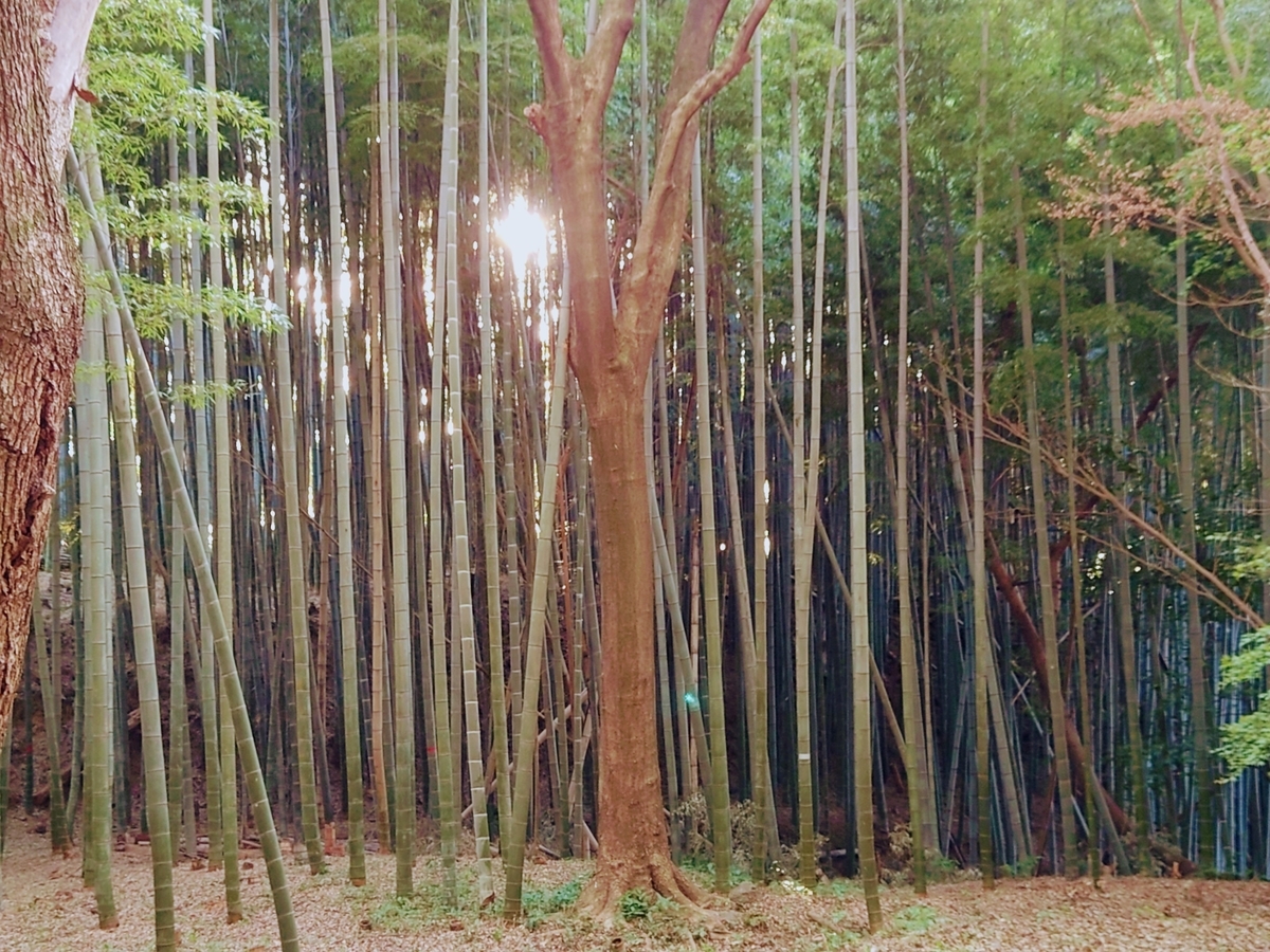f:id:Kaimotu_Hatuji:20220410045702j:plain