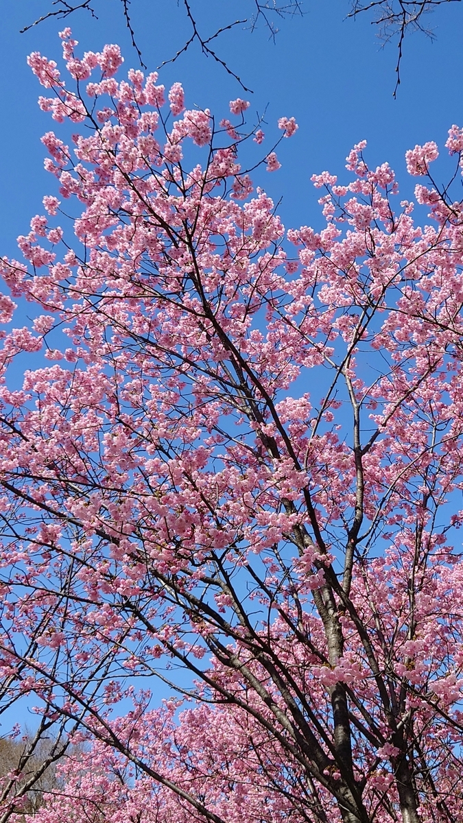 明るい春の陽を浴び、青空を背に、光り輝く早咲きの桜【陽光桜（ヨウコウ）】 - ものづくりとことだまの国