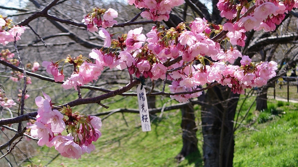明るい春の陽を浴び、青空を背に、光り輝く早咲きの桜【陽光桜（ヨウコウ）】 - ものづくりとことだまの国