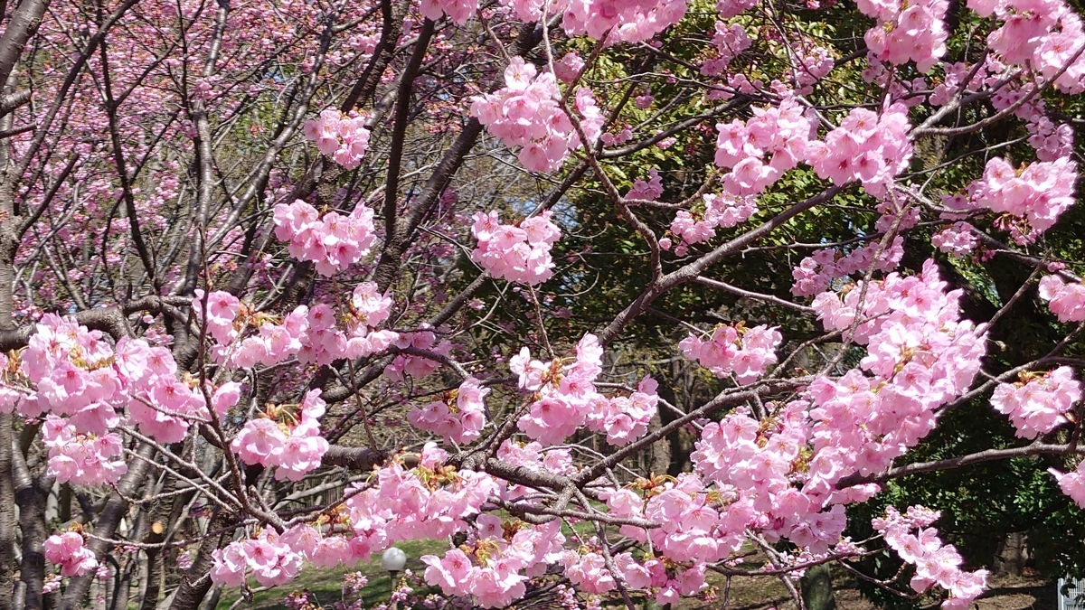 明るい春の陽を浴び、青空を背に、光り輝く早咲きの桜【陽光桜（ヨウコウ）】 - ものづくりとことだまの国