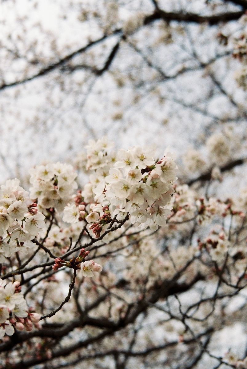 f:id:Kaitoblog:20200515141817j:plain f:id:Kaitoblog:20200515141817j:plain