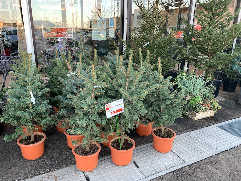 もうクリスマスの用意 様々なモミの木 エコフレンドリーなチューリップの植え付け Kajirinhappyのブログ