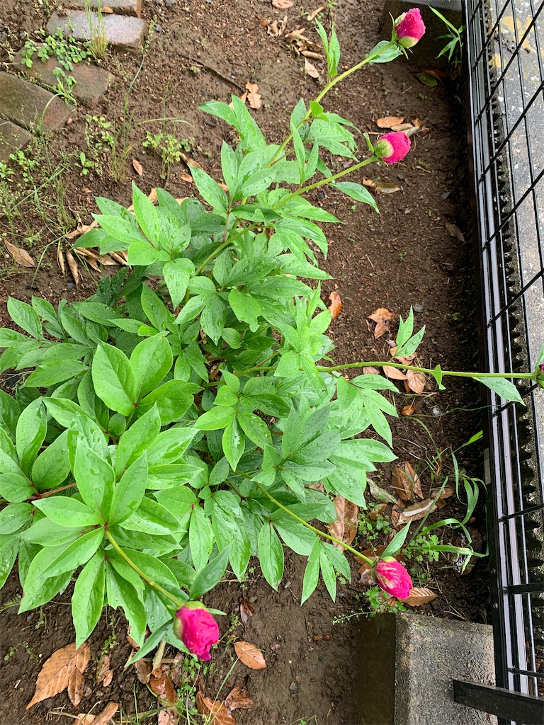 f:id:Kajirin1:20220516110953j:image