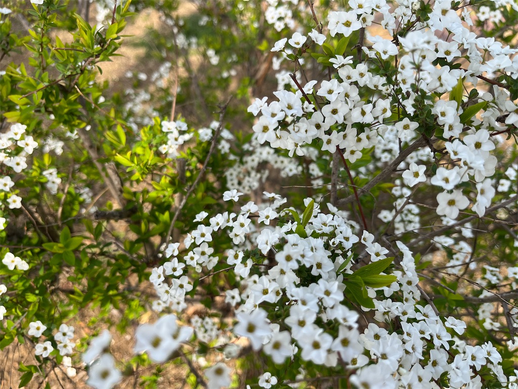 f:id:Kajirin1:20230316173653j:image